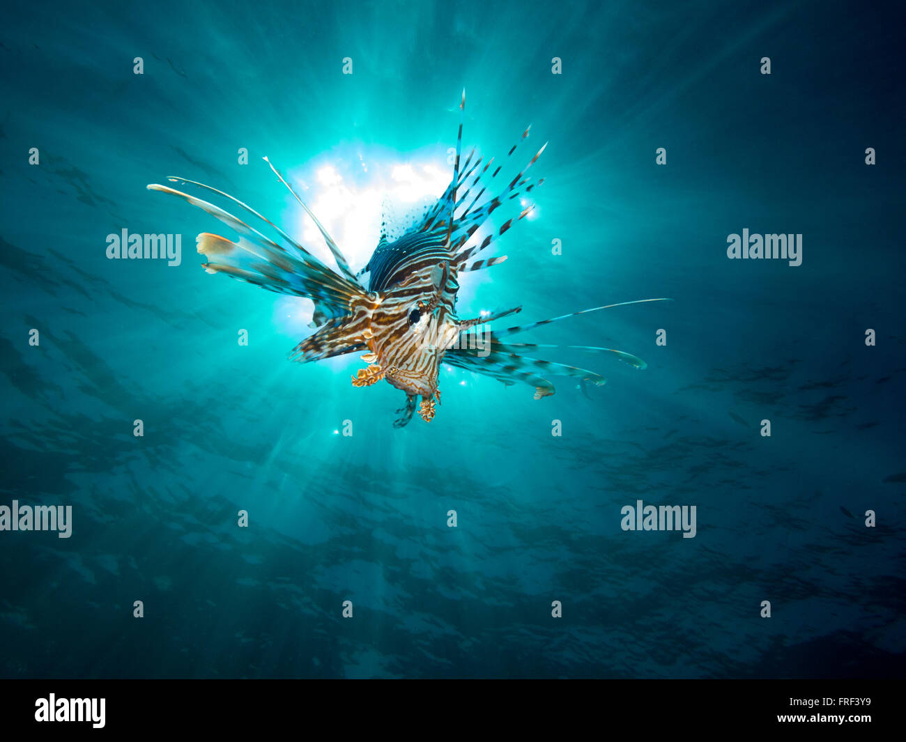 A lionfish diving in the ocean Stock Photo
