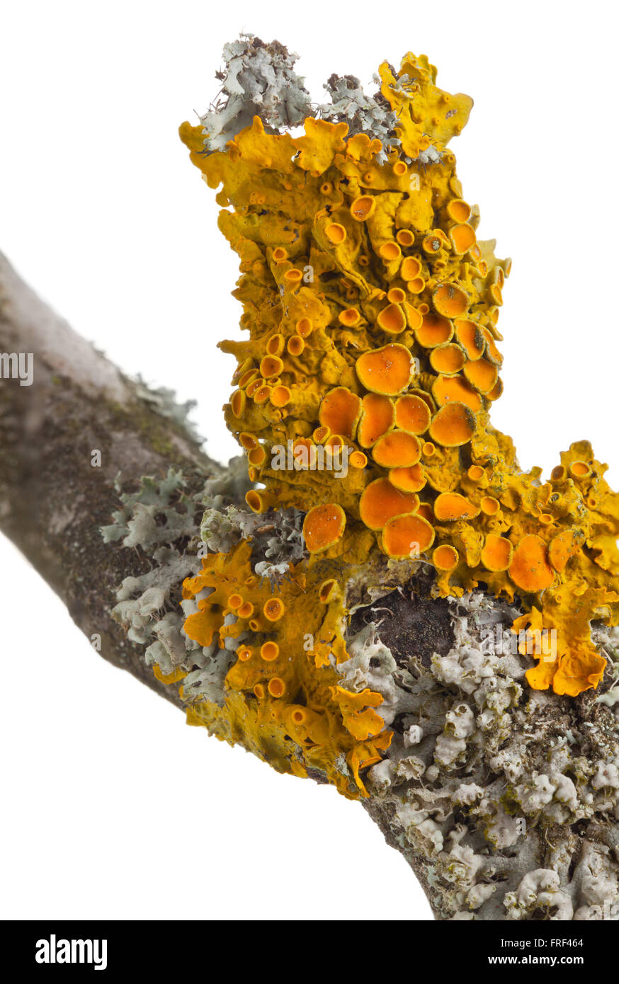 Common orange lichen (also yellow scale, maritime sunburst lichen or shore lichen) (Xanthoria parietina) on tree bark isolated on white Stock Photo