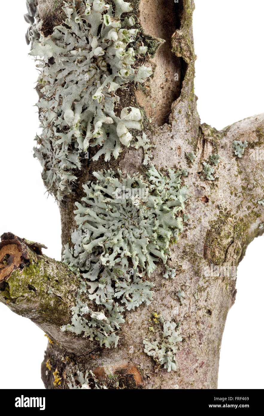 Tube lichen (Hypogymnia physodes) on tree bark isolated on white background Stock Photo