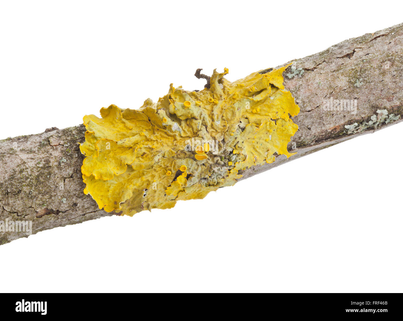 Common orange lichen (also yellow scale, maritime sunburst lichen or shore lichen) (Xanthoria parietina) on tree bark isolated o Stock Photo