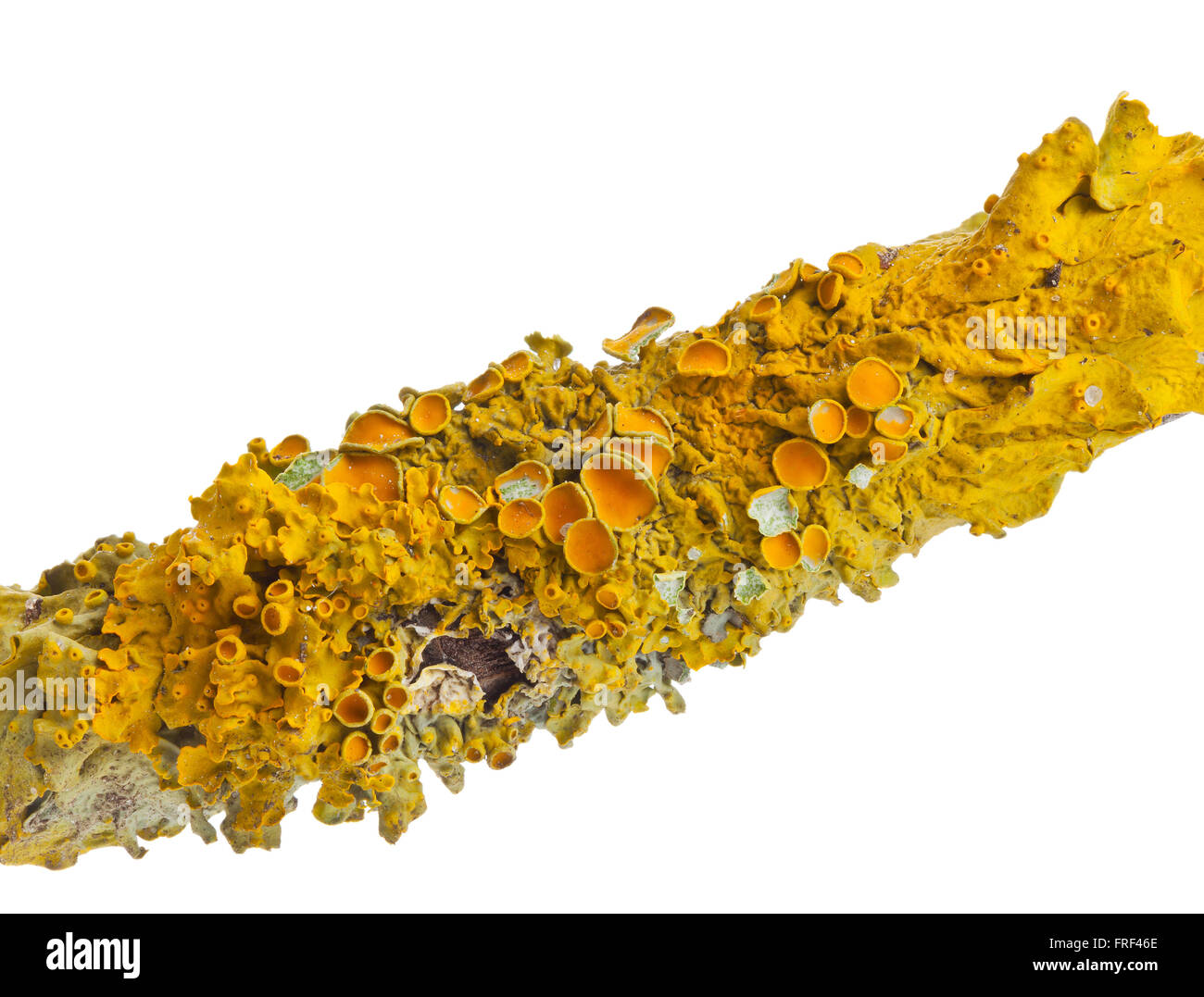 Common orange lichen (also yellow scale, maritime sunburst lichen or shore lichen) (Xanthoria parietina) on tree bark isolated o Stock Photo