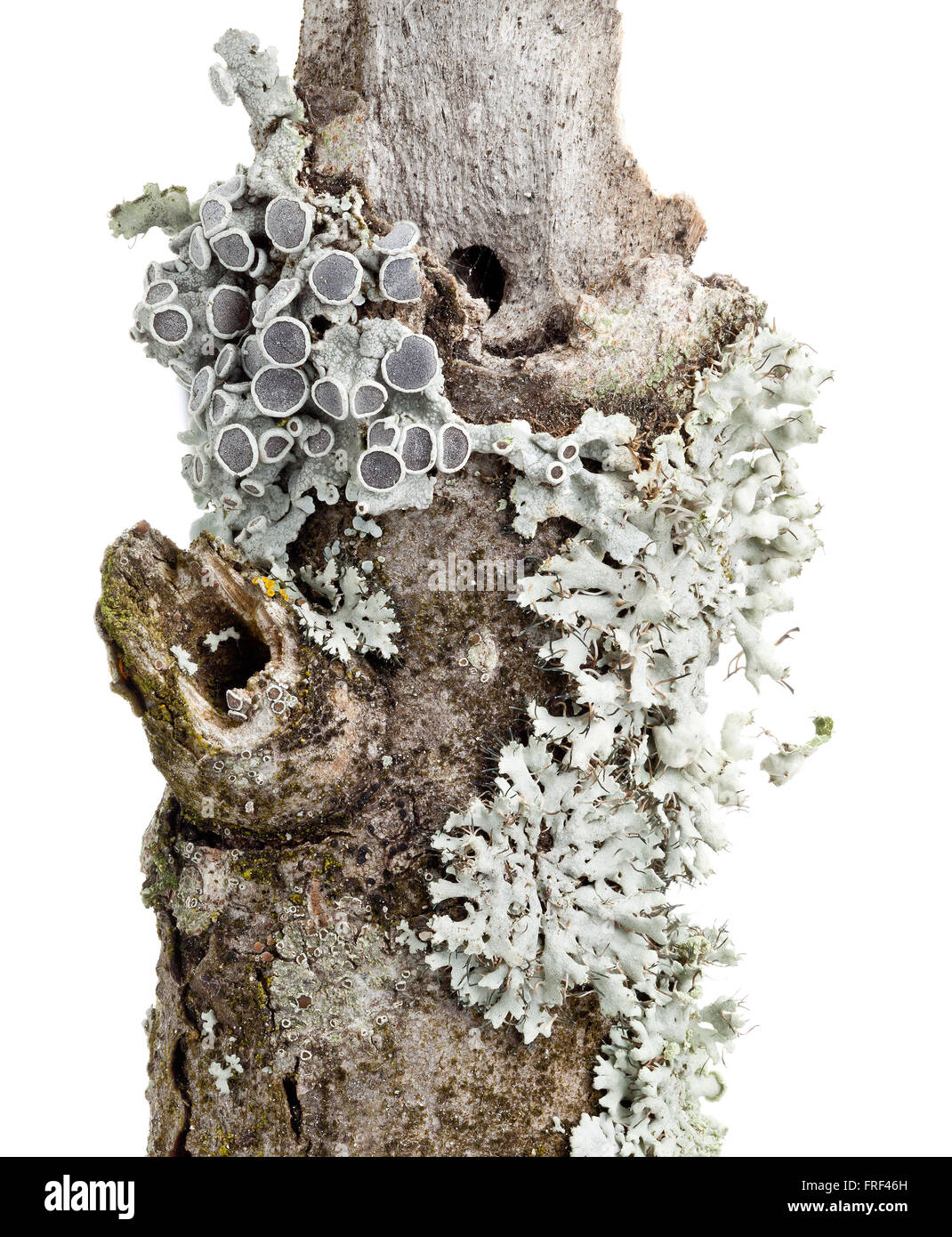 Tube lichen (Hypogymnia physodes, right) and Hooded Rosette Lichen (Physcia adscendens, left) on tree bark isolated on white bac Stock Photo