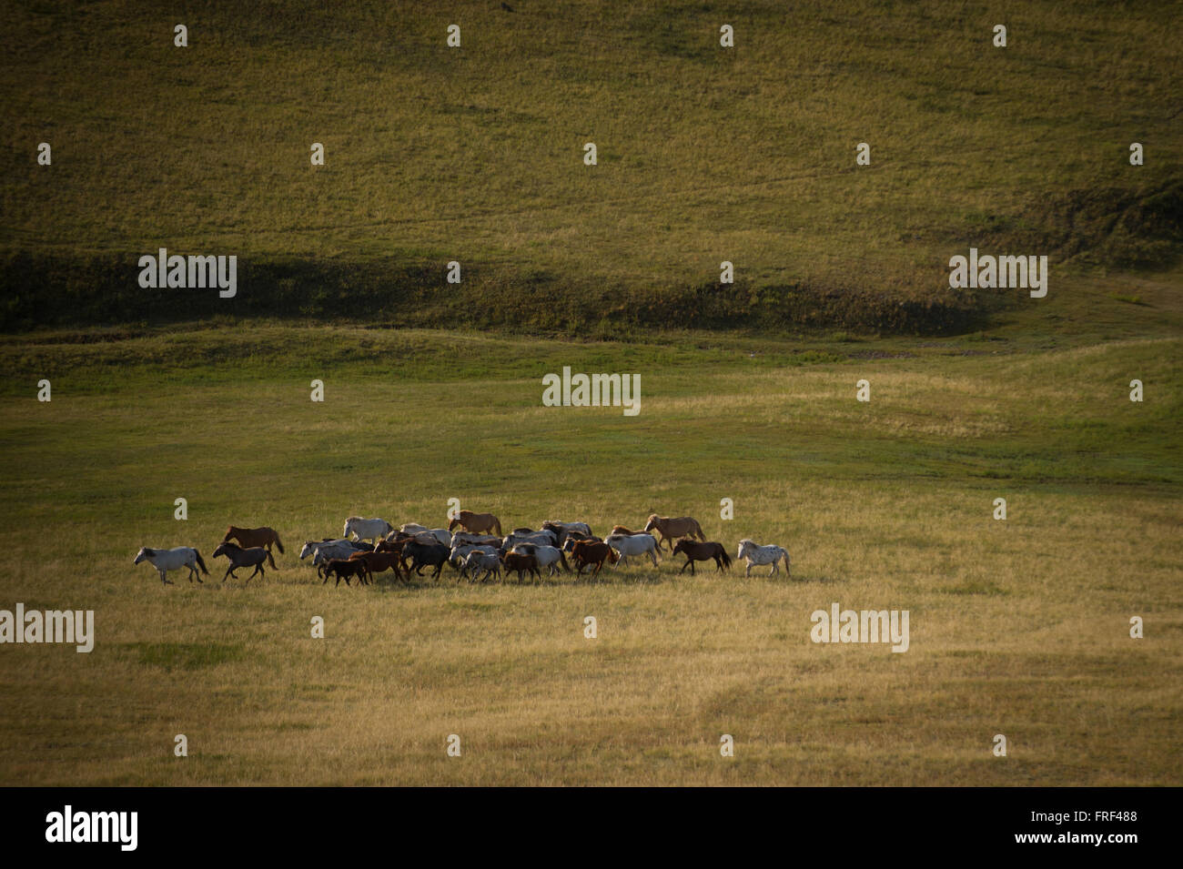 Wild horses in Mongolia Stock Photo - Alamy