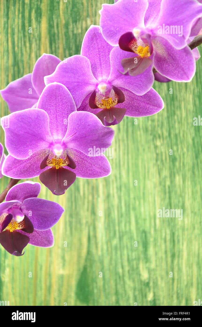 Beautiful pink orchids hi-res stock photography and images - Alamy