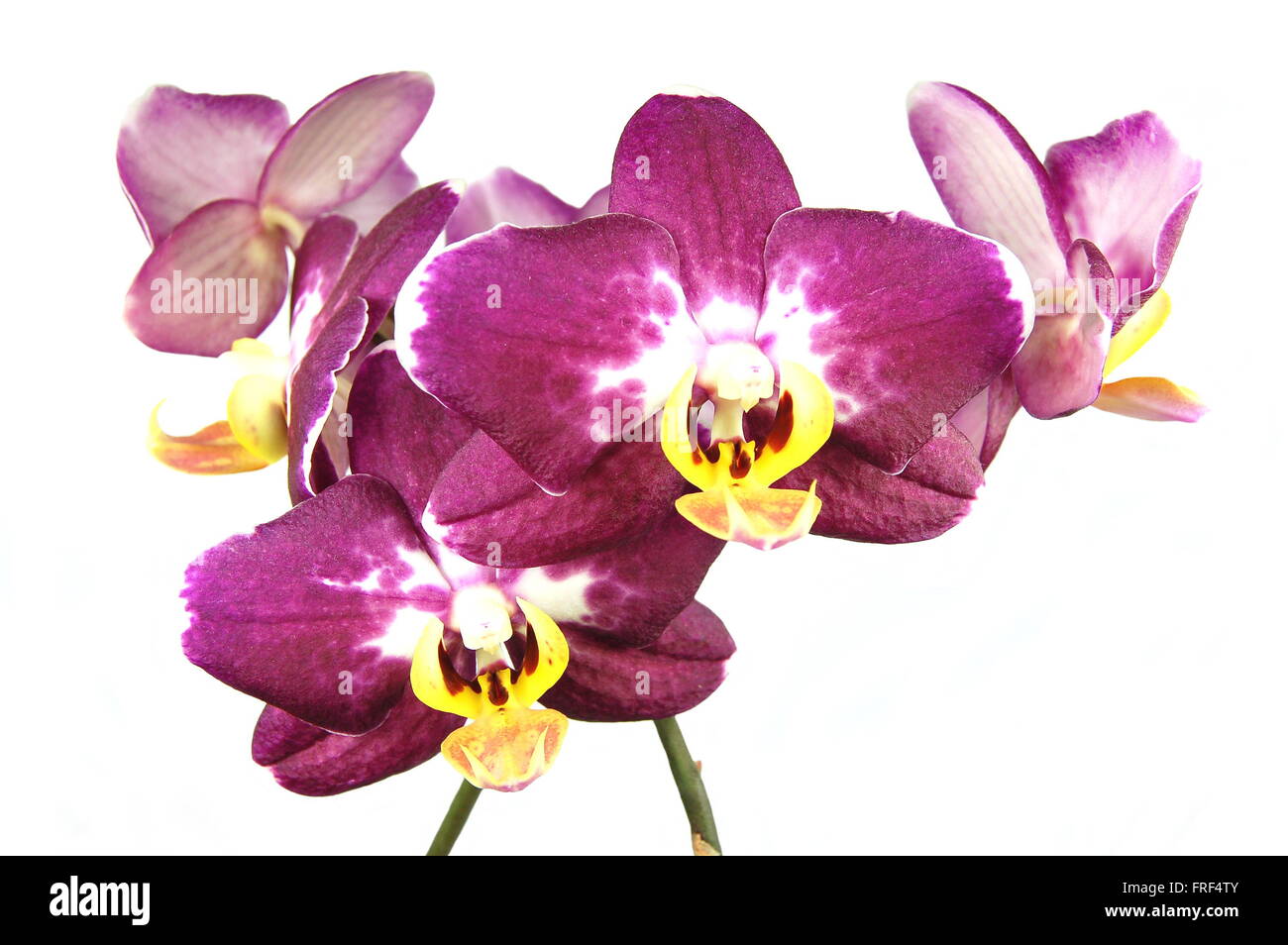 orchids flowers isolated on white background Stock Photo - Alamy