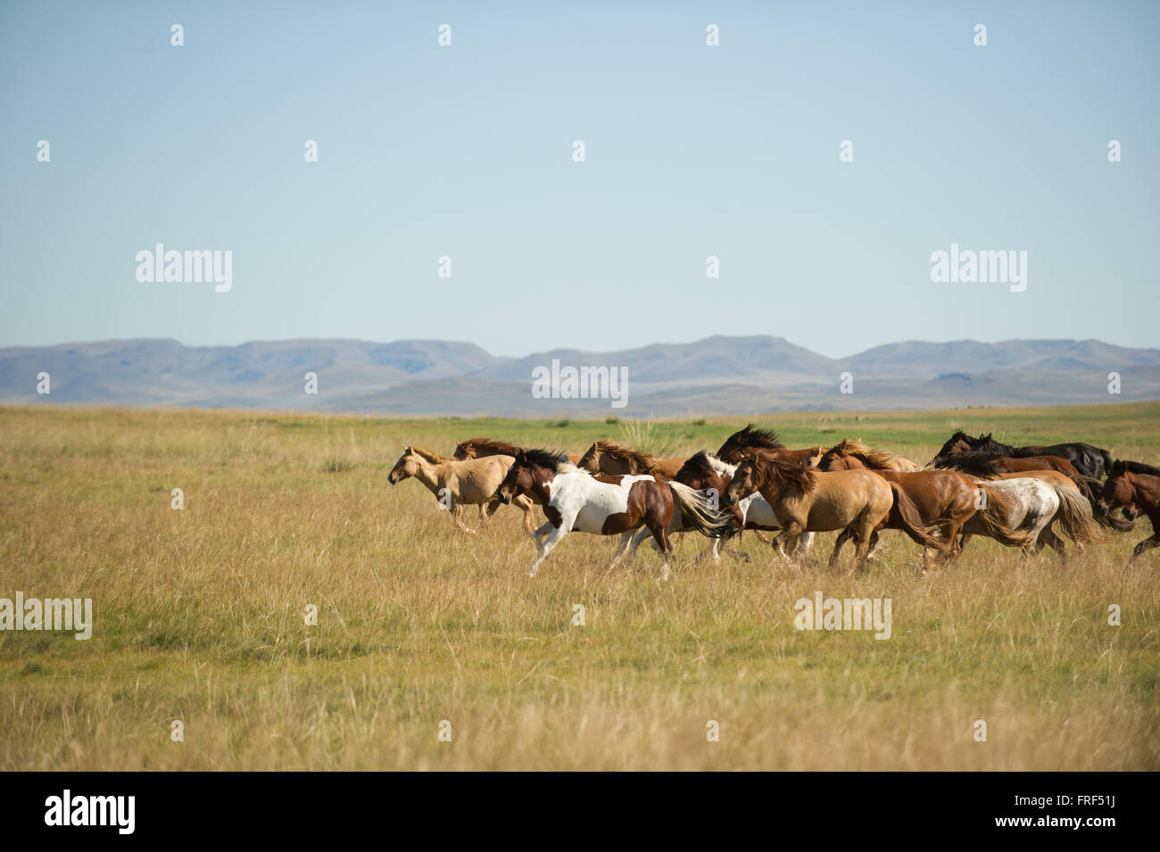 Horses run across the Mongolian Steppe Stock Photo - Alamy