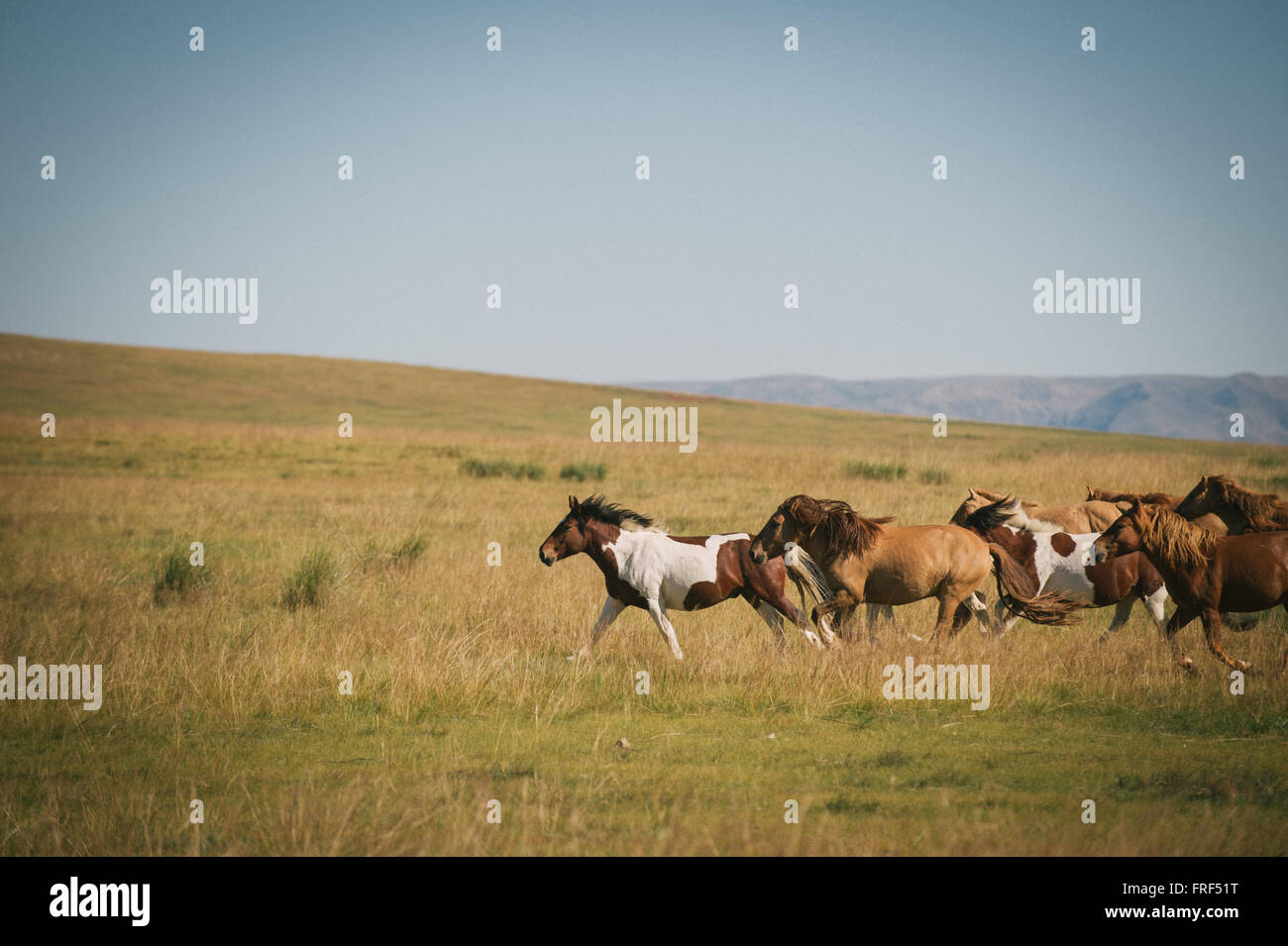 Horses run across the Mongolian Steppe Stock Photo - Alamy
