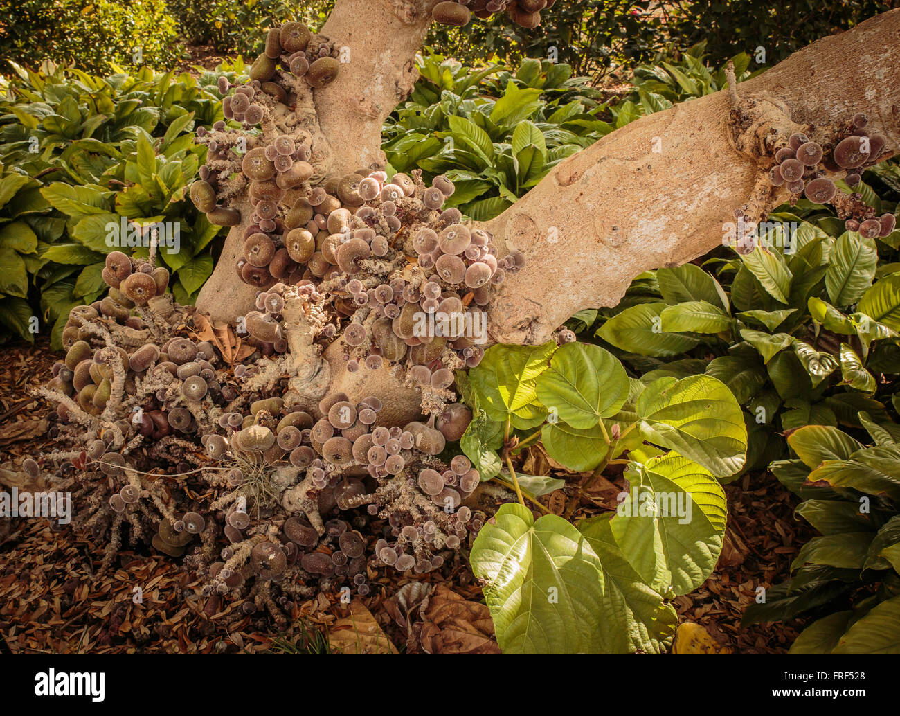 Fig Tree at Botanical Gardens at Largo on Florida's Gulf Coast Stock