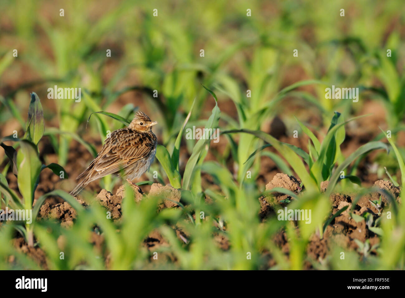 Skylark / Feldlerche ( Alauda arvensis ), adult bird, sitting in a corn field, threatened through intensive farming. Stock Photo