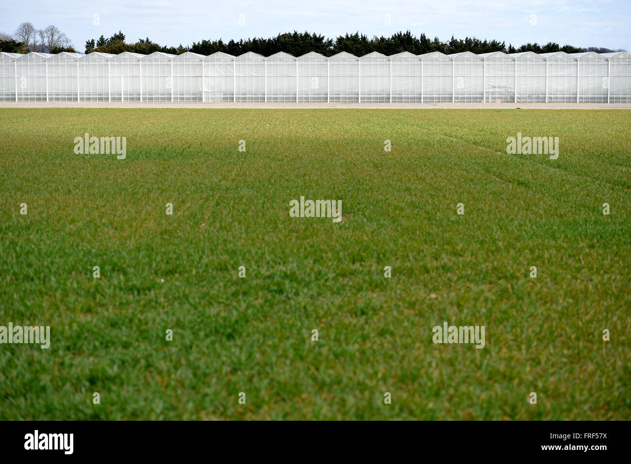 Tangmere Airfield nursery, One of Europe's largest pepper growing