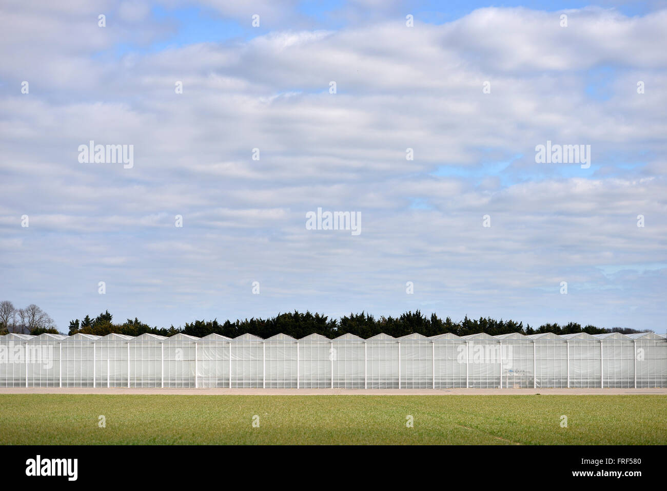 Tangmere Airfield nursery, One of Europe's largest pepper growing