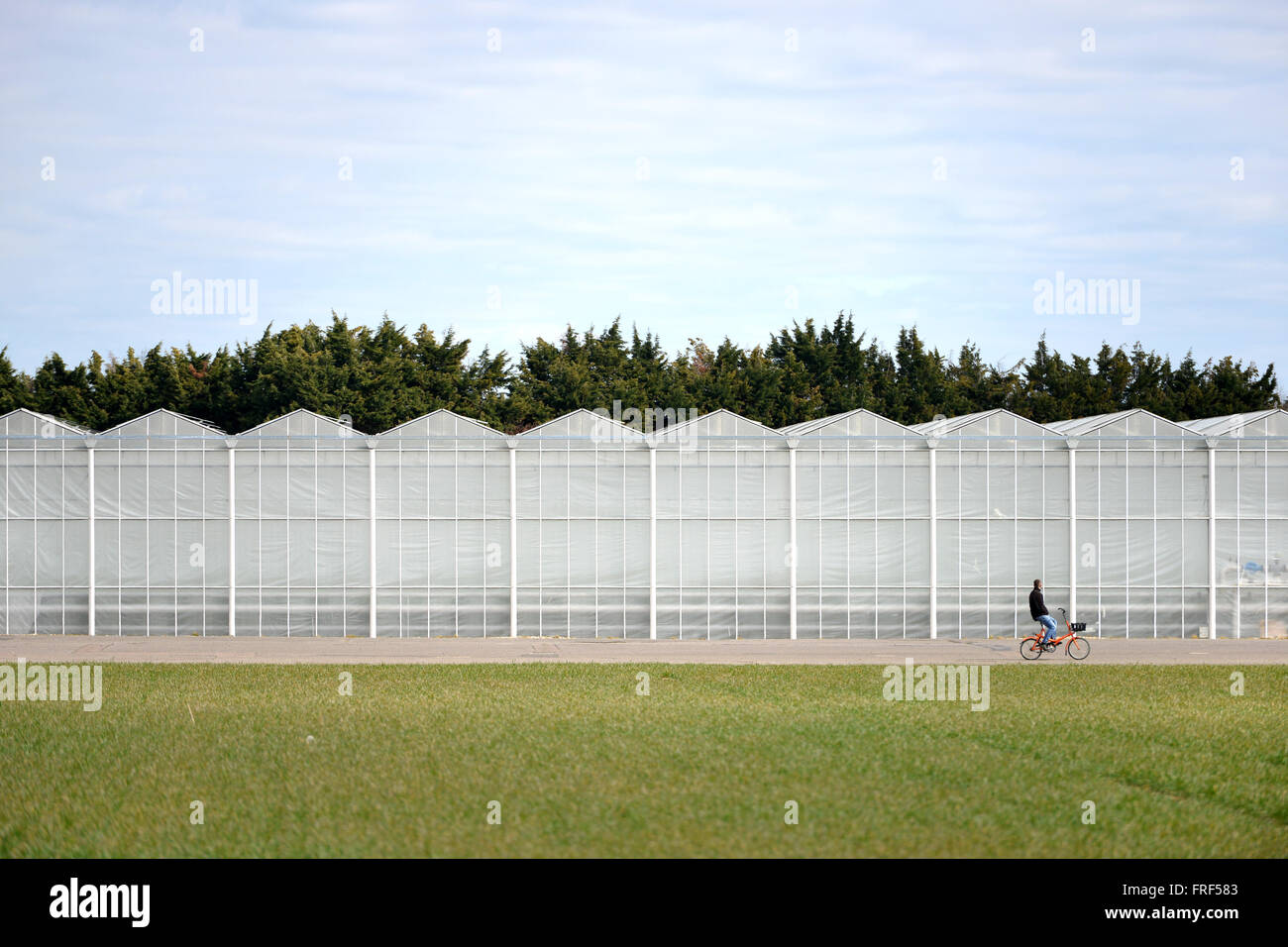 Tangmere Airfield nursery, One of Europe's largest pepper growing