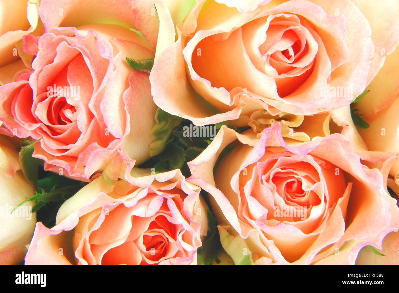 Closeup of delicate magnificent rose Stock Photo - Alamy