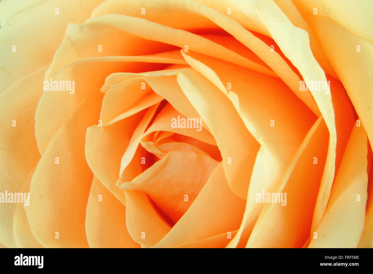 Magnificent rose hi-res stock photography and images - Alamy