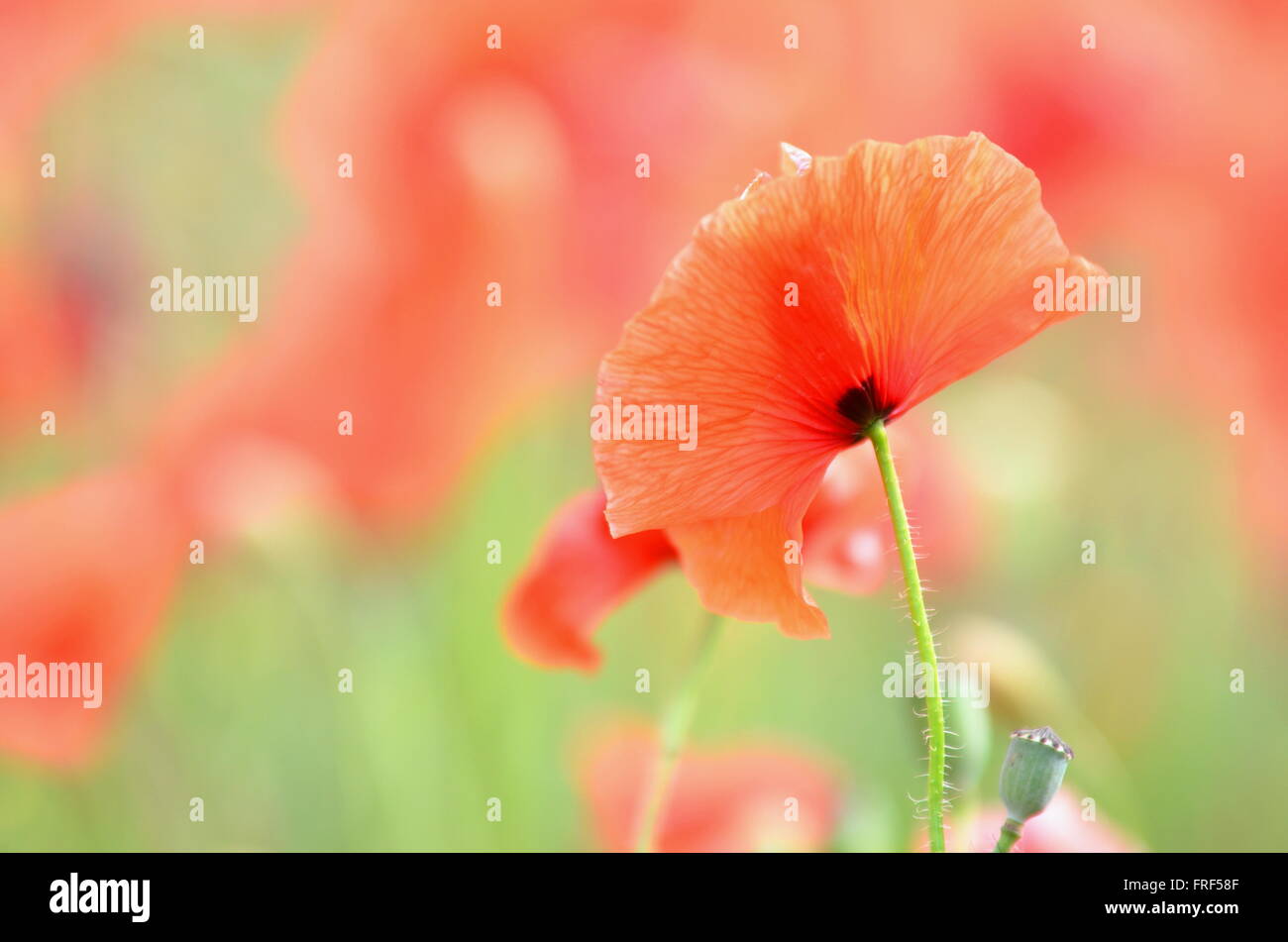 Magical Poppy Field High Resolution Stock Photography and Images - Alamy