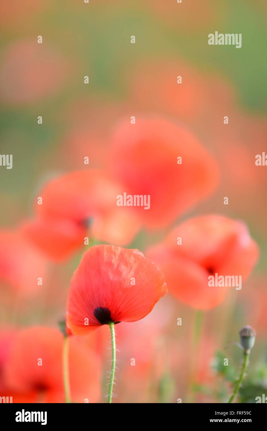 Magical poppy field hi-res stock photography and images - Alamy