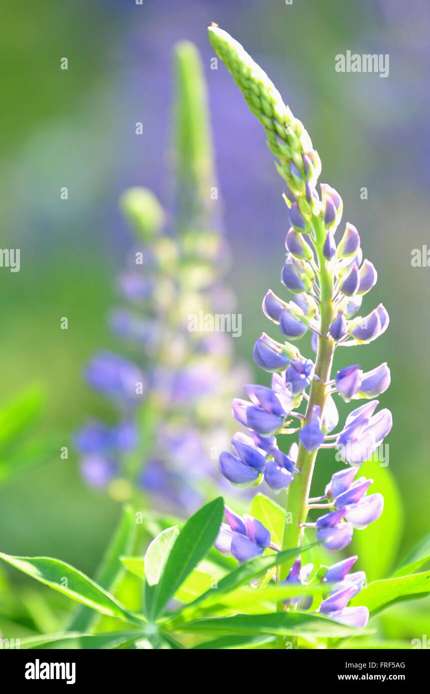 beautiful lupine flowers on a meadow Stock Photo - Alamy