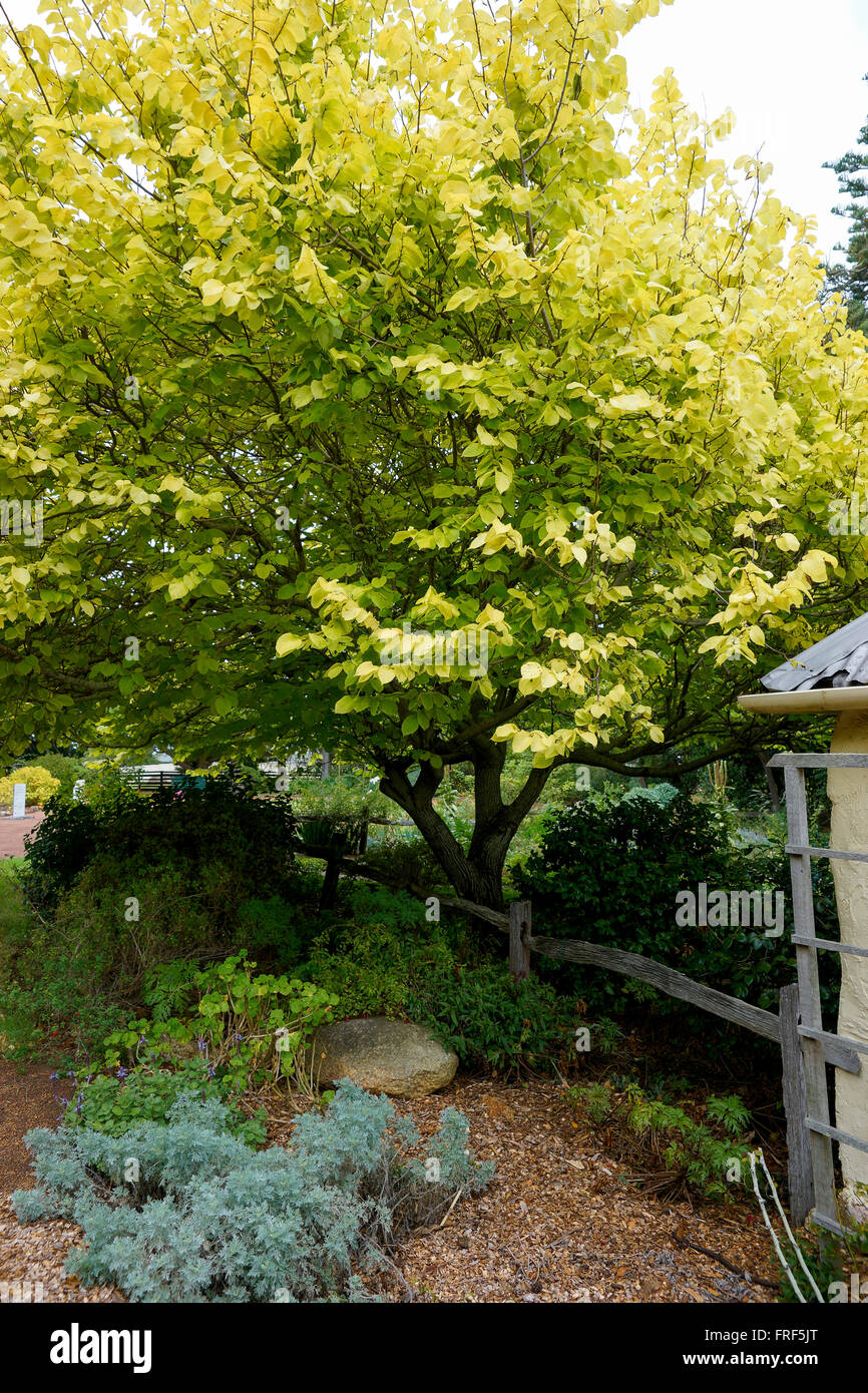 Strawberry Hill Farm Albany Historic Site Western Australia Stock Photo