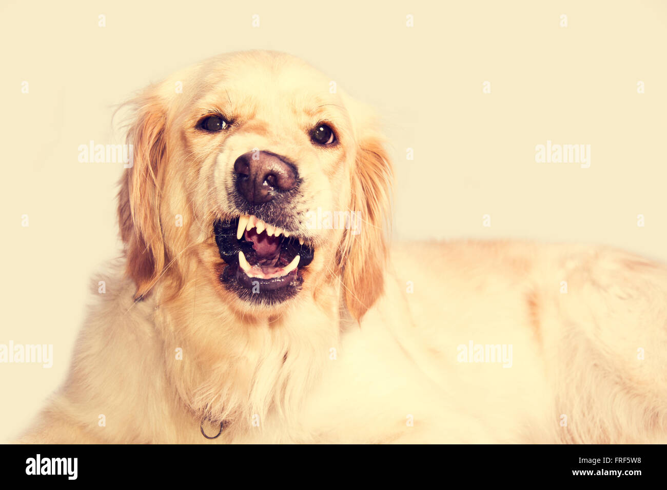 Angry golden retriever dog shows teeth. Pets. Stock Photo