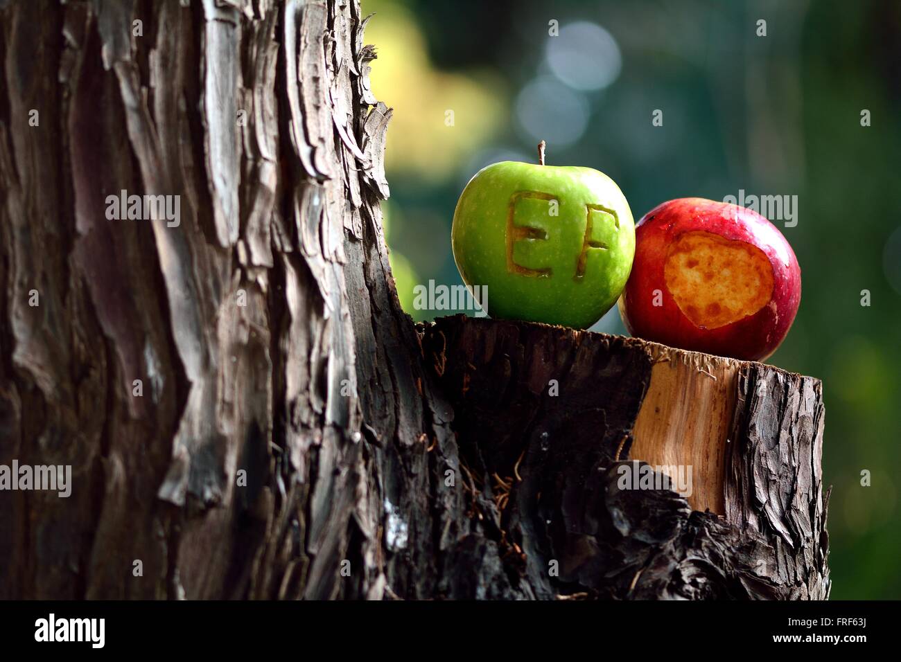 Lovers' apples on tree. A romantic message carved into fruit and left to be shared with the world Stock Photo
