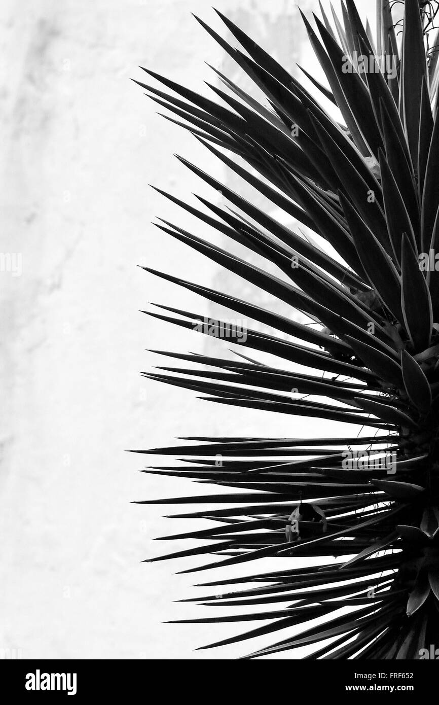 Spikey plant in Baku Botanic Gardens, in black and white. A plant with sharp, pointed leaves shown in silhouette against wall Stock Photo