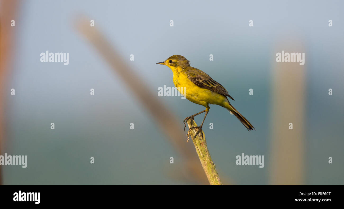 Yellow Wagtail on a branch in Bluish Gray background on a sunny day Stock Photo