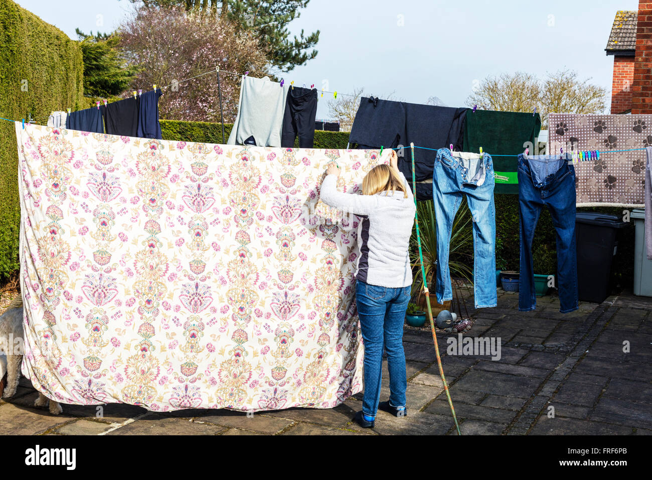 pegging out clothes Putting washing on line hanging washing out to dry wash day  UK England GB Stock Photo
