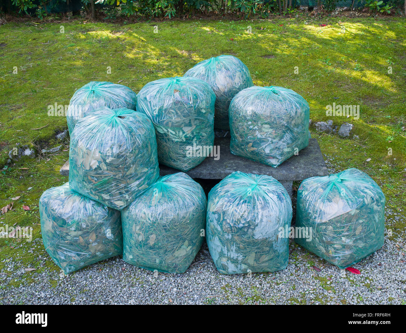 Group of Green clear plastic bags filled with organic waste from garden