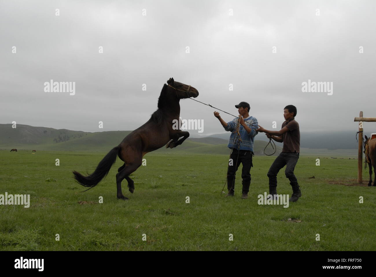 Mongolia 26/07/2010 Mongolia Horse breaking in Sandrine Huet