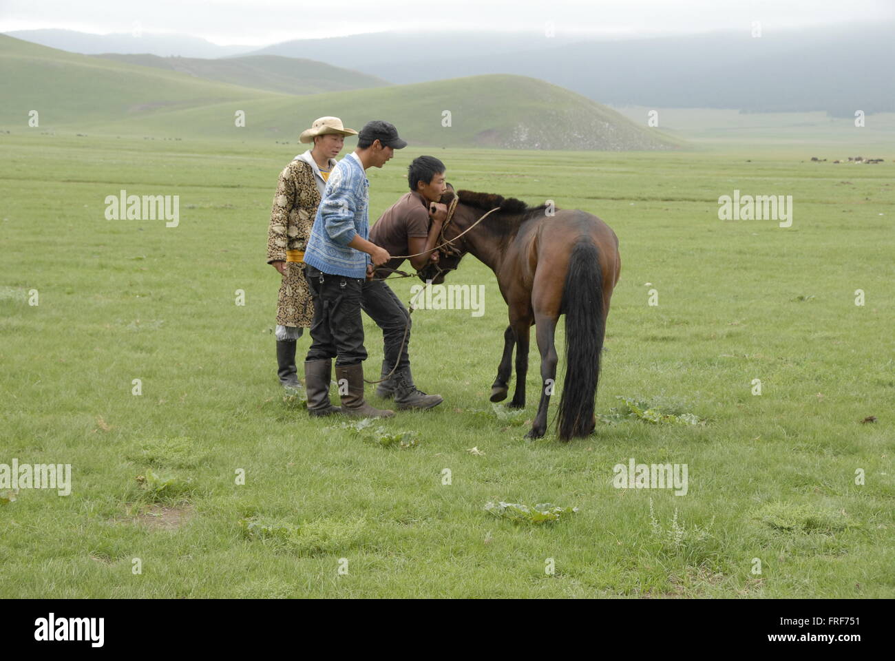 Mongolia -  26/07/2010  -  Mongolia  -  Horse breaking in   -  Sandrine Huet / Le Pictorium Stock Photo