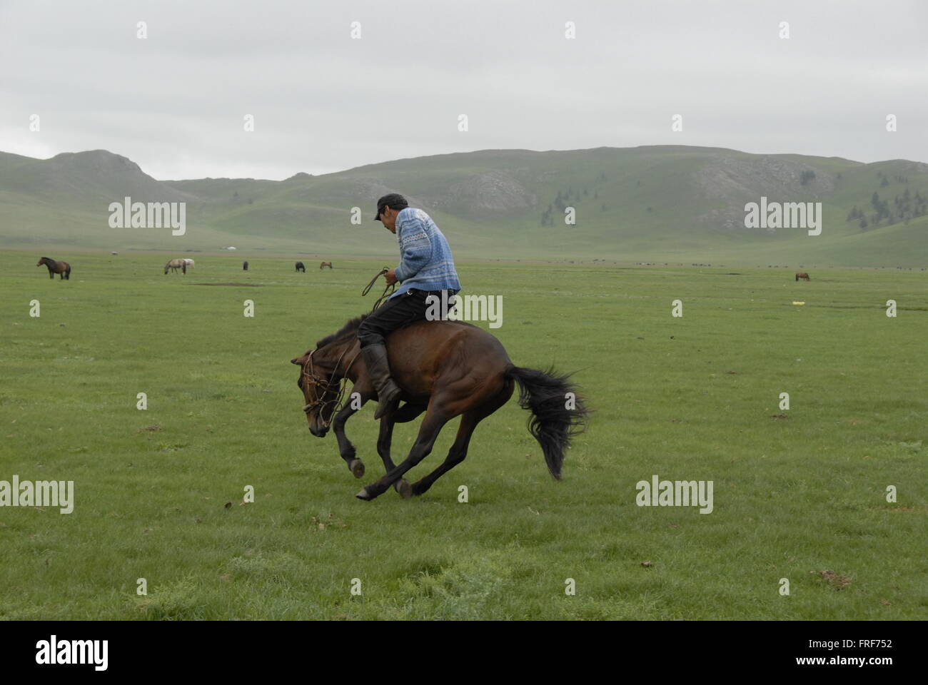 Mongolia -  26/07/2010  -  Mongolia  -  Horse breaking in   -  Sandrine Huet / Le Pictorium Stock Photo