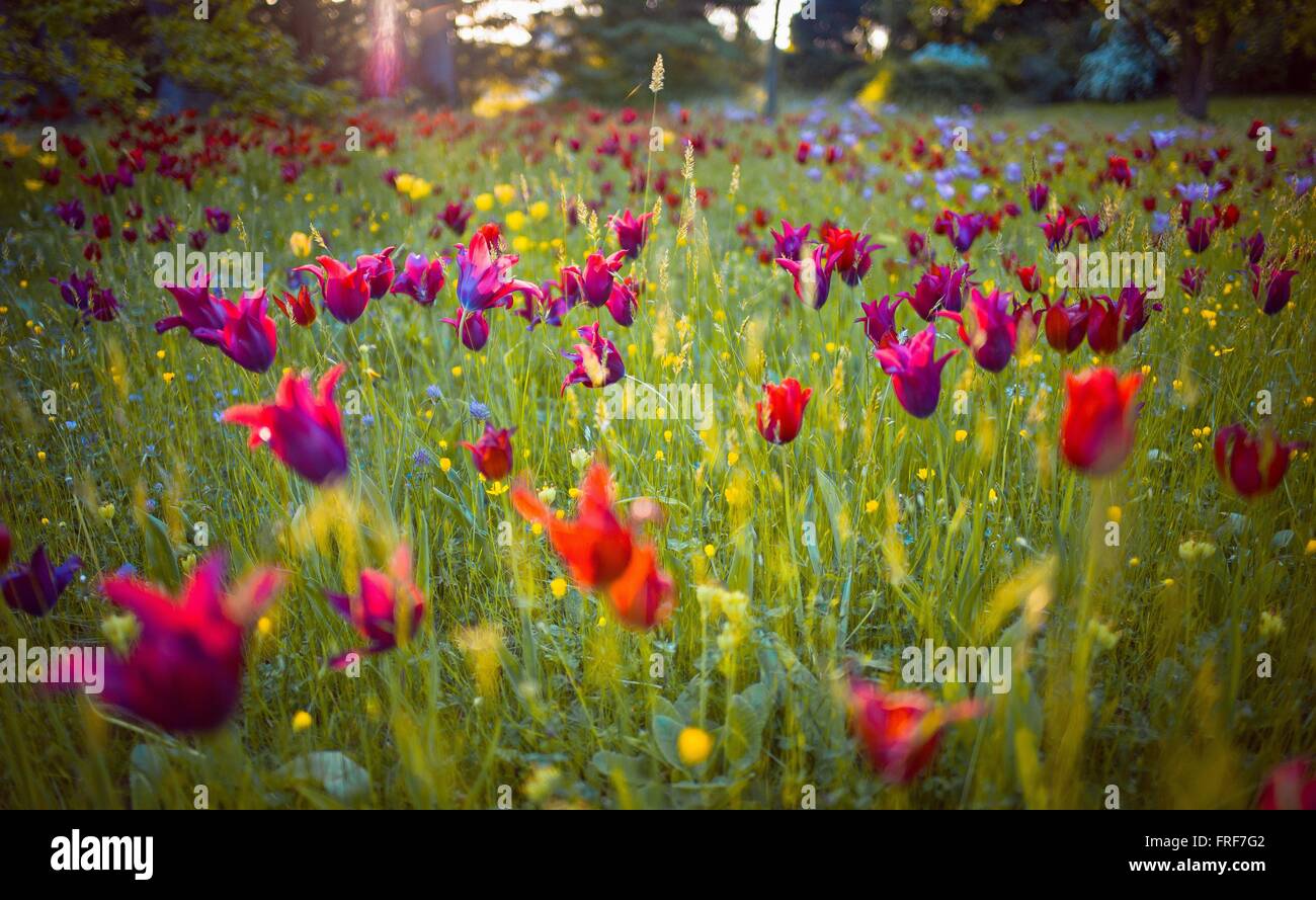 Tulips in spring -  21/04/2011  -    -  Tulipes du parc de Bagatelle au printemps   -  Sylvain Leser / Le Pictorium Stock Photo