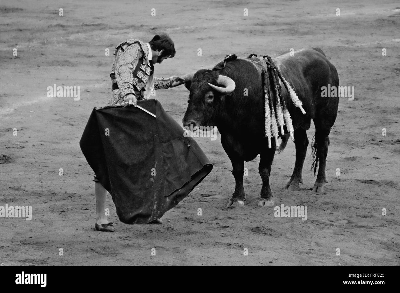 Bullfighting in Andalucia, Spain -  11/05/2013  -  Spain / Andalusia / Jerez de la Frontera  -  Bullfighting in Andalucia, Spain Stock Photo