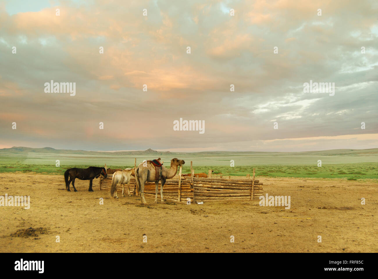 Mongolia - 21/05/2010 - Mongolia - Camels and horses in the Bulgan ...