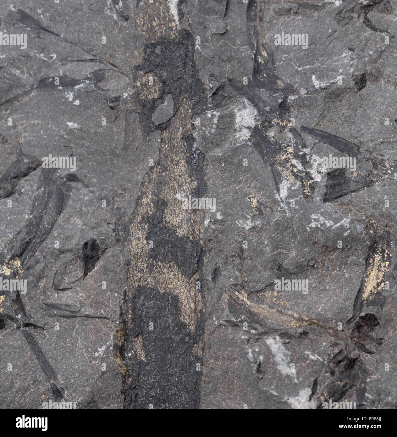 macro photo of borehole stone isolated over white Stock Photo Alamy