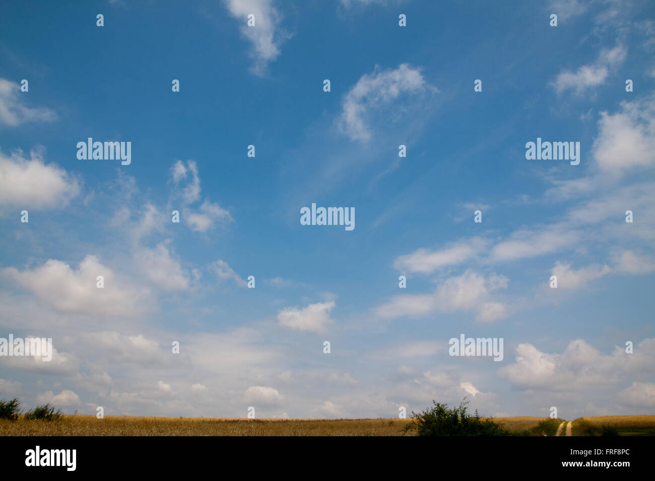 blue sky over fileds Stock Photo