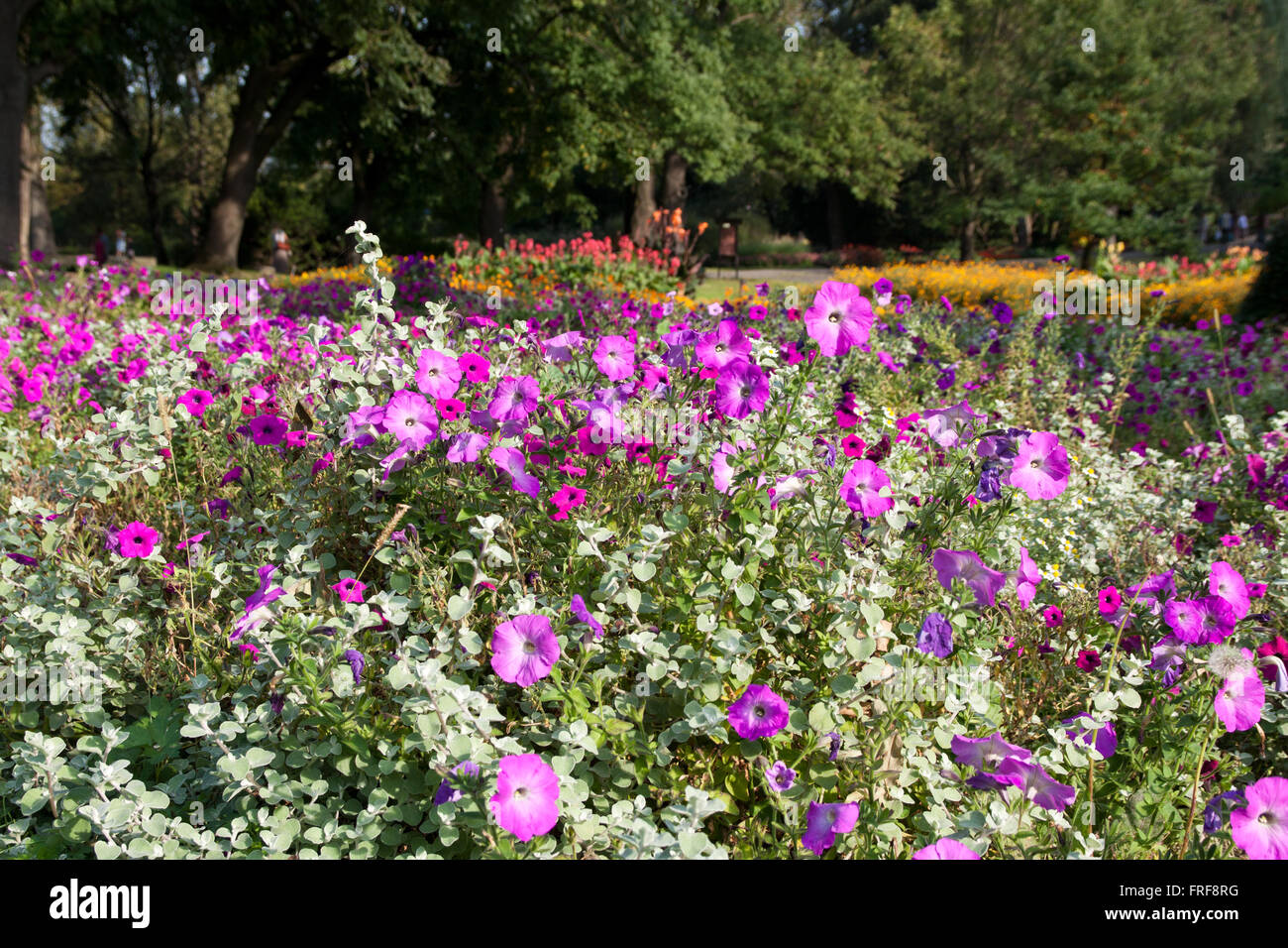 Beautiful purple summer flowers hi-res stock photography and images - Alamy