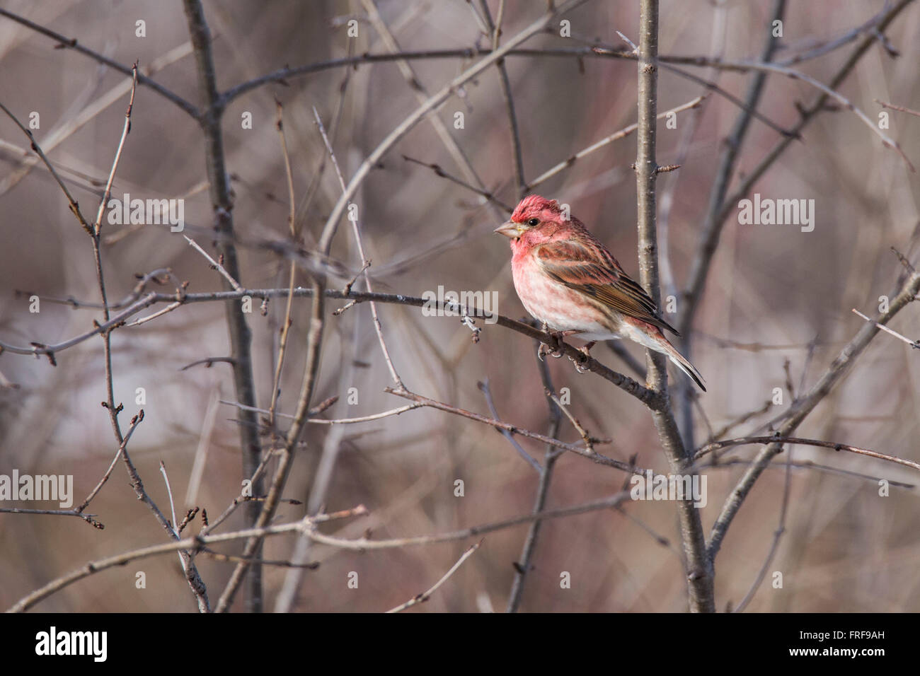The purple finch (Haemorhous purpureus) in winter bird in the finch