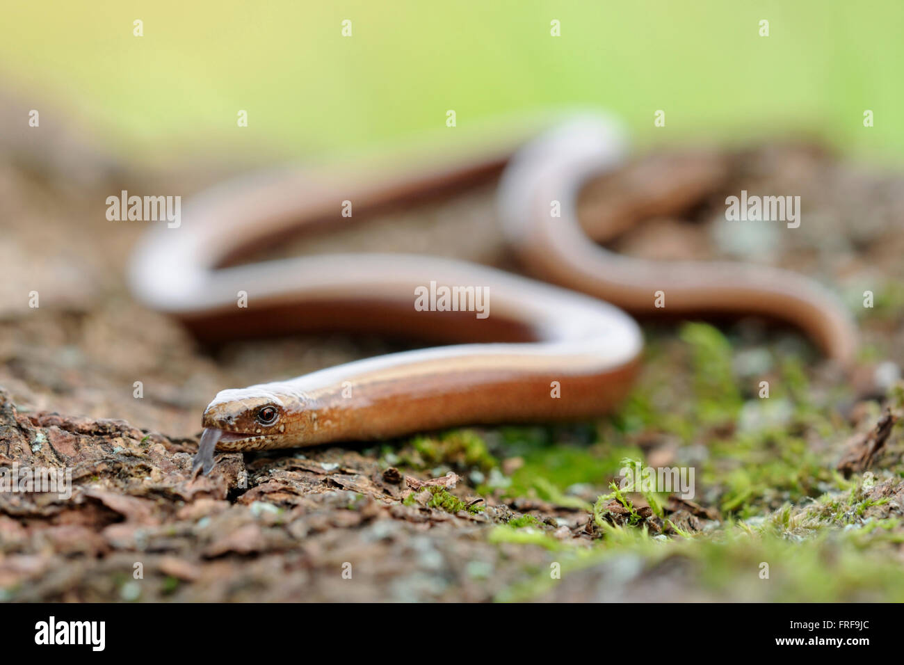 Slow Worm / Blindschleiche ( Anguis fragilis ), adult female, crawling on ground, darting its tongue in and out. Stock Photo