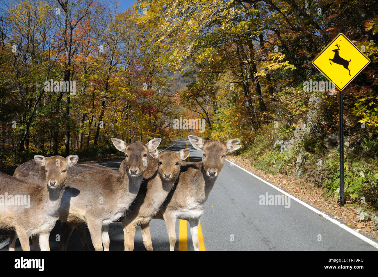 Deer crossing highway fall autumn safety leaves hires stock