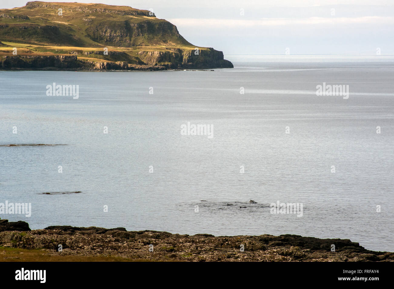 A school of Common Dolphin in Calgary Bay The isle of Mull Stock Photo