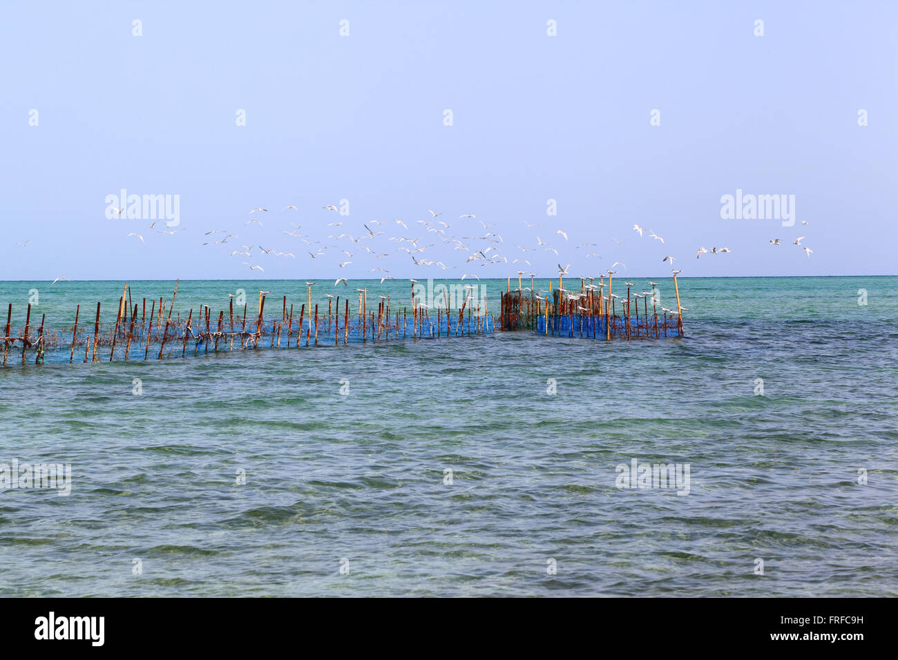 The Hadra: Traditional inter tidal net trap fishing in the Arabian gulf Stock Photo