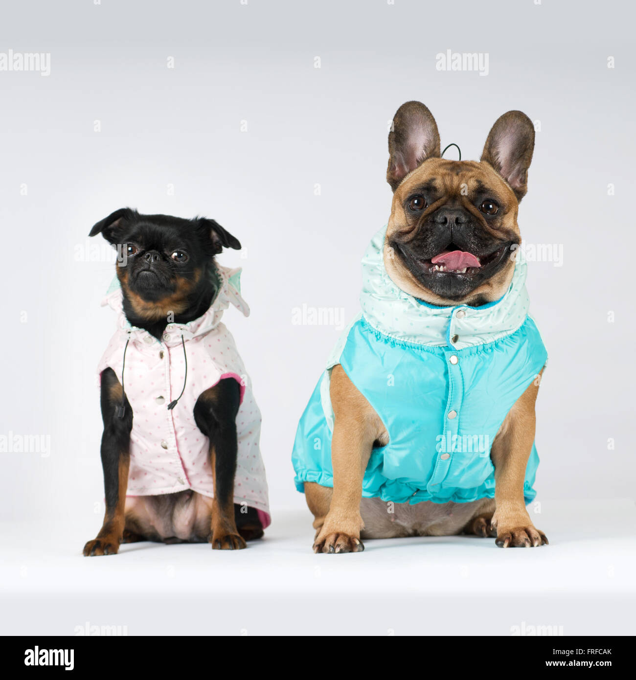 Two lap purebred dogs in suits Stock Photo