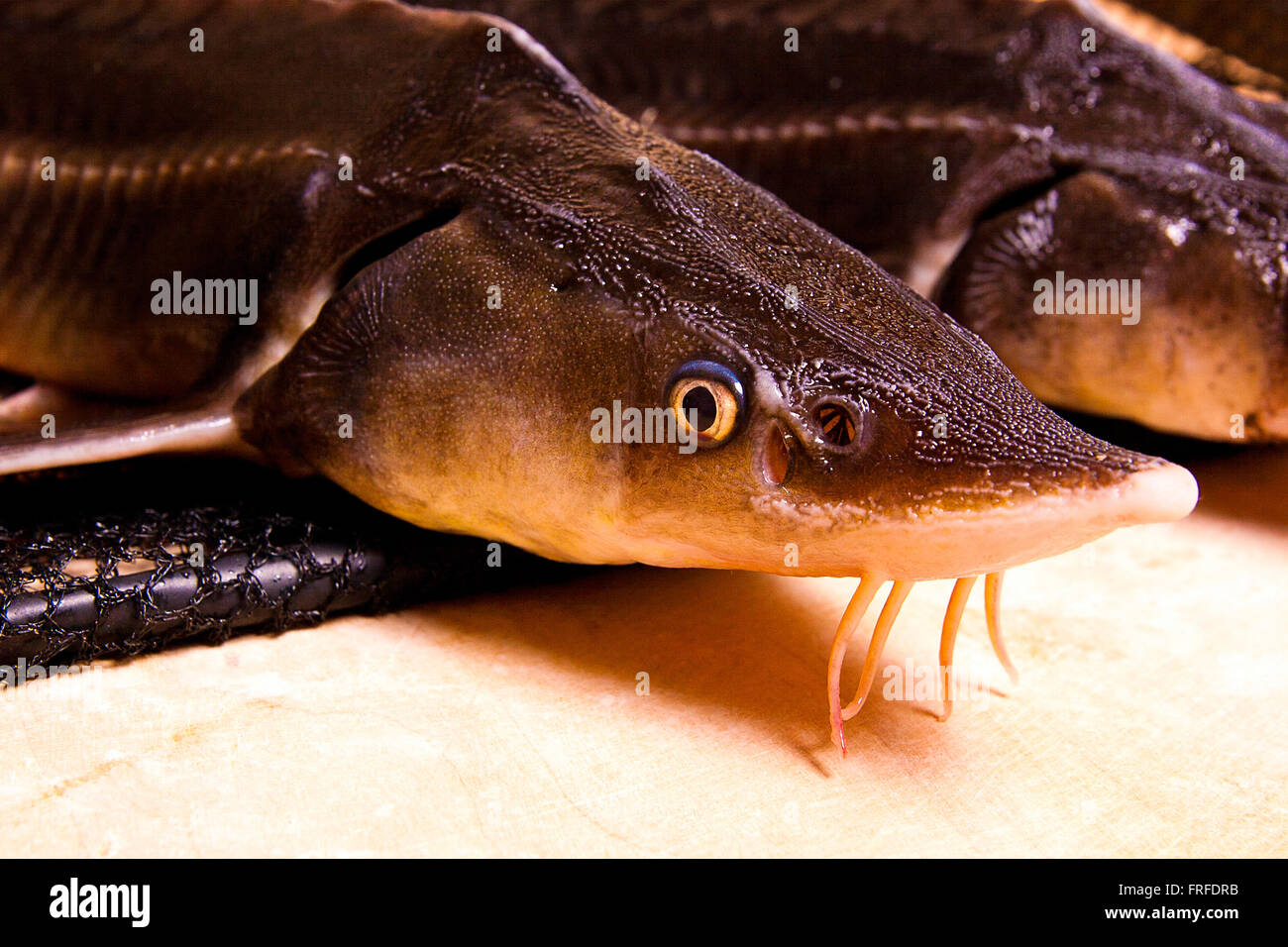 Close up view of the fresh small sturgeon fish on black fishing