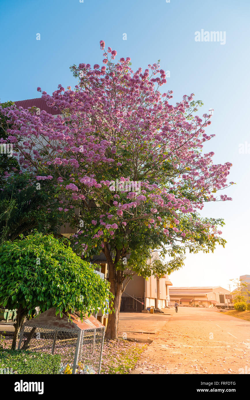 Tebebuia Flower (Pink trumpet) blooming, Tabebuia rosea with blue sky Stock Photo