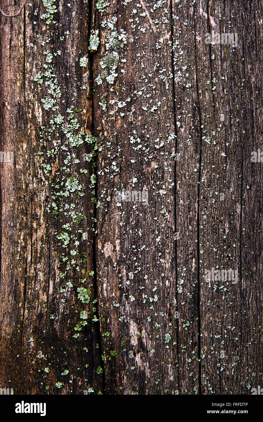 Green moss and mold growing on the old tree. Wood textured background
