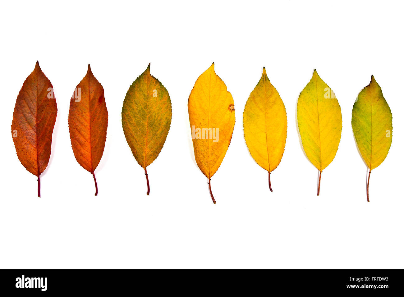 Autumn leaves of cherry tree isolated on white background. With clipping path. Stock Photo