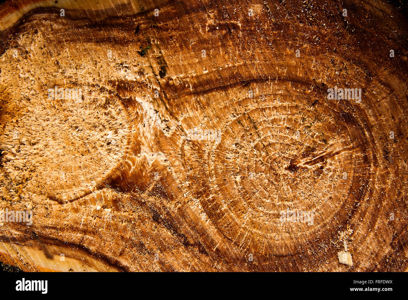 Close up view of cross section of tree trunk showing growth rings ...