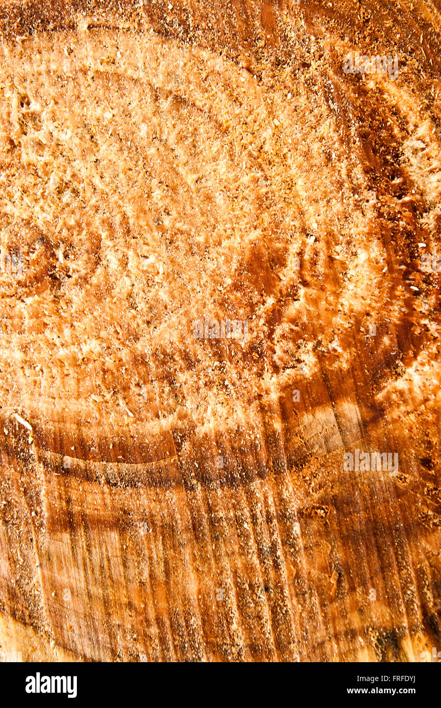 Close up view of cross section of tree trunk showing growth rings ...