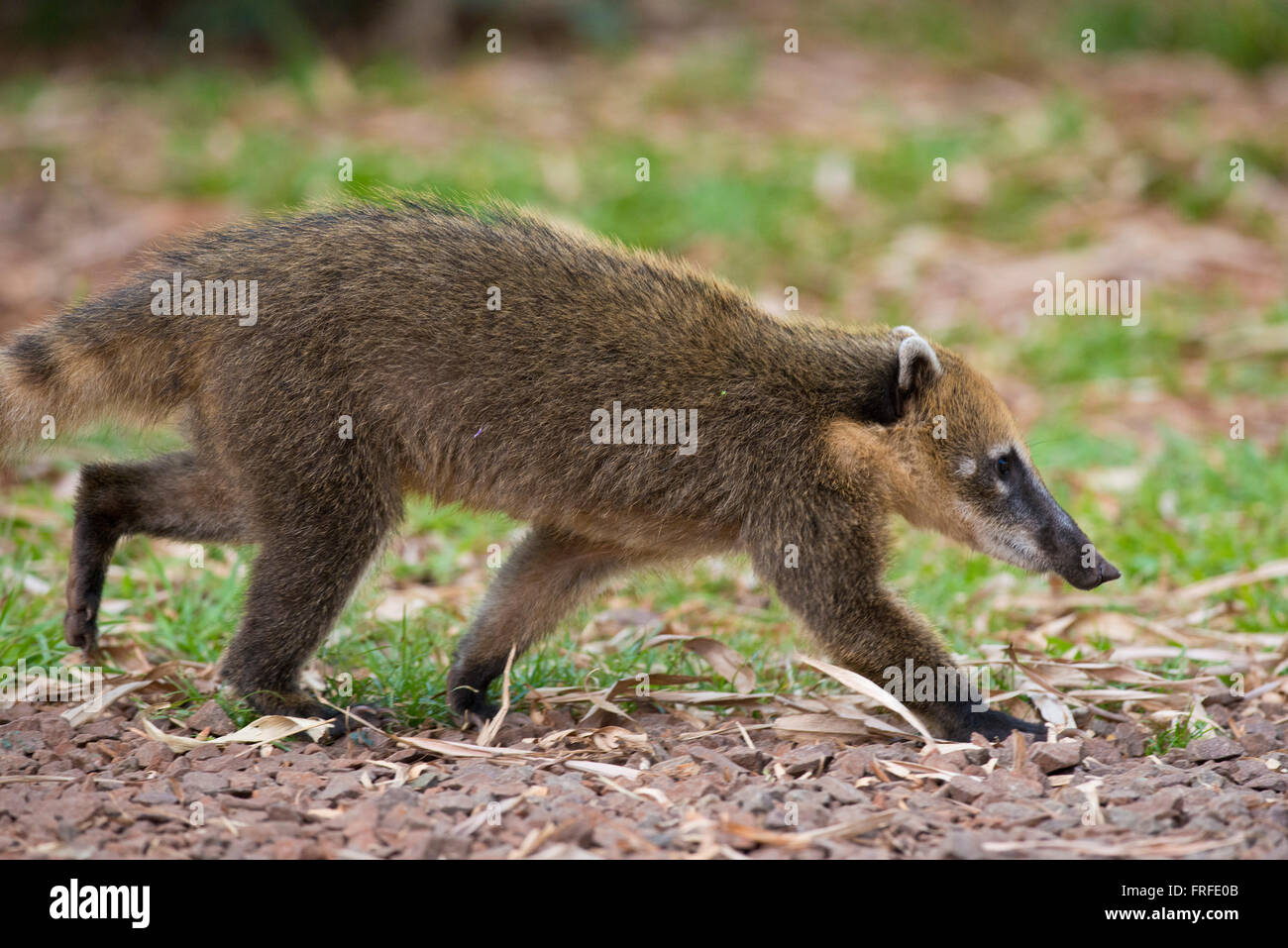 A coati, with its long nose, in Iguazu National Park between Argentina and Brazil Stock Photo